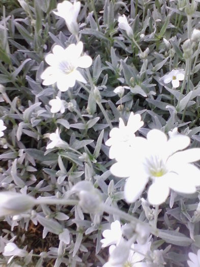 cerastium