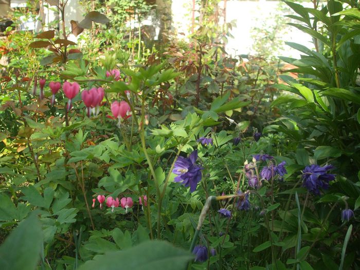 2204 100 - primavara 2014