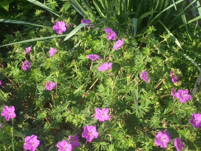 Geranium Tiny Monster - primavara 2014
