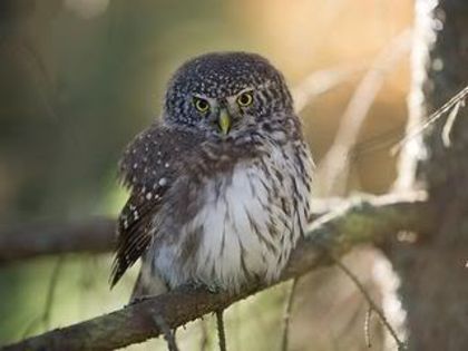 Ciuvica sau cucuveaua pitica; (Glaucidium passerinum)
