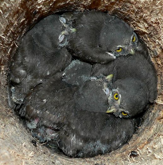 Ciuvica; (Glaucidium passerinum)cuib cu puisori
