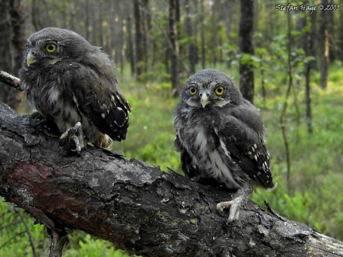 Ciuvica; (Glaucidium passerinum)doua pasari tinere
