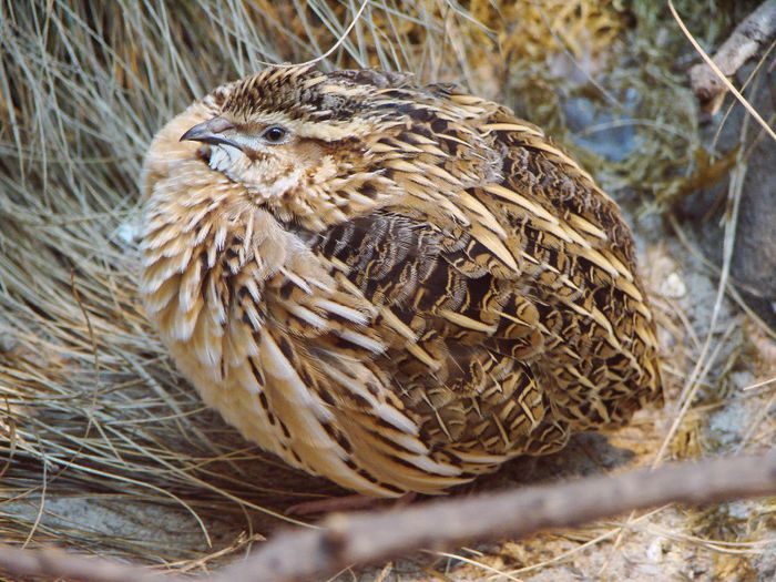 Prepelita; (Coturnix coturnix)
