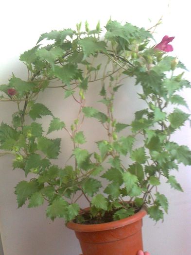 Lophospermum vine red - A-Flori 2014