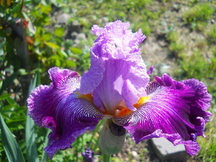Arabella - irisi 2014