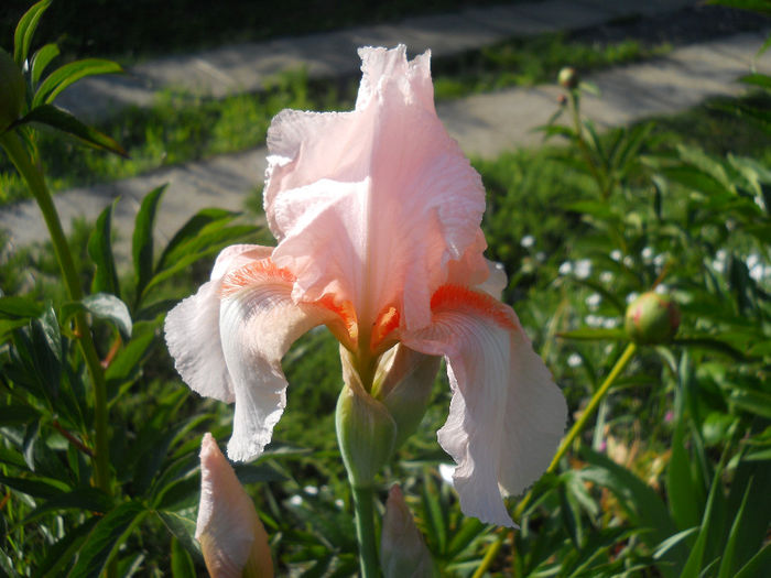 DSCN1709_018 - irisi 2014