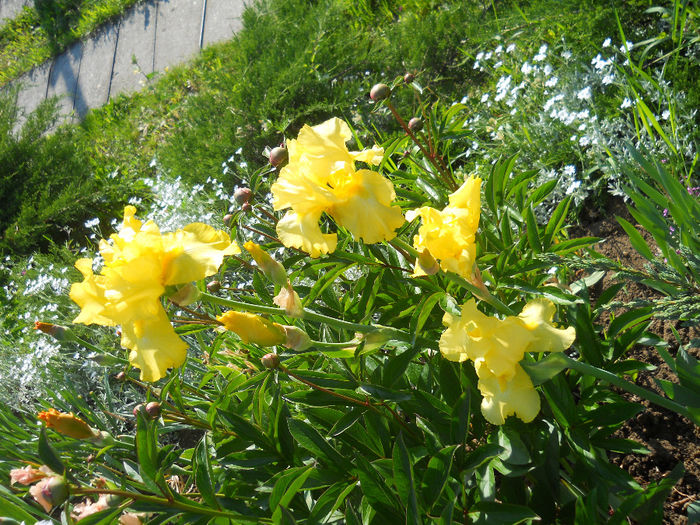 DSCN1710_019 - irisi 2014