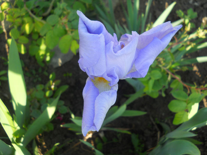 DSCN1719_028 - irisi 2014