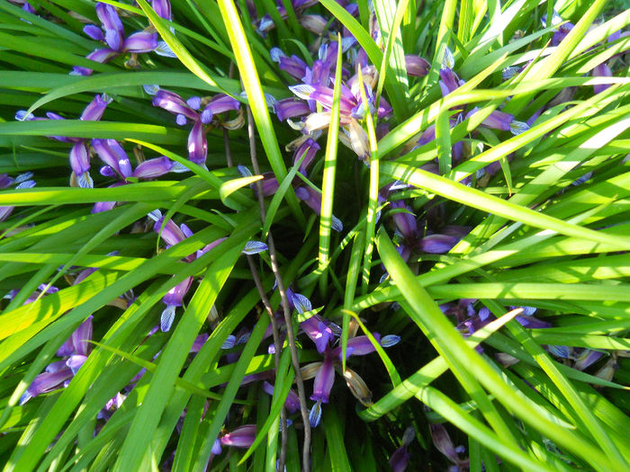 DSCN1726_035