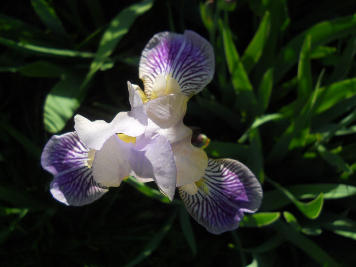 DSCN1731_040 - irisi 2014