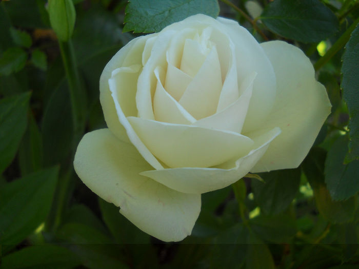 DSCN1732_041 - trandafiri 2014