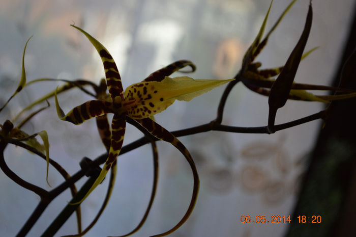 DSC_0355 - Brassia