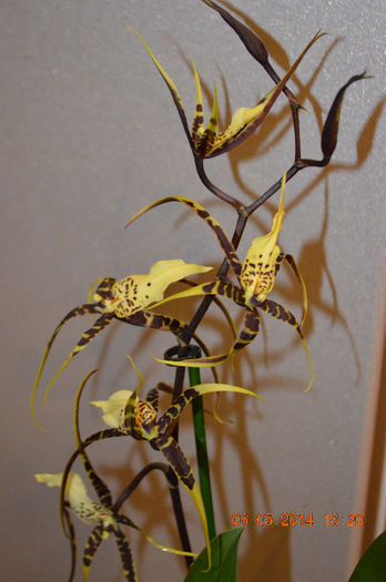 DSC_0357 - Brassia