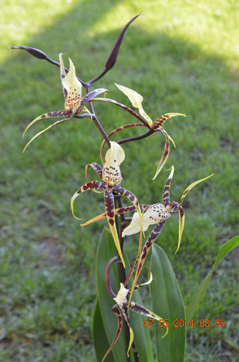 DSC_0365 - Brassia