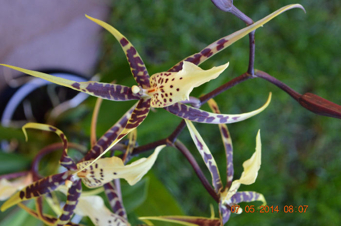 DSC_0367 - Brassia