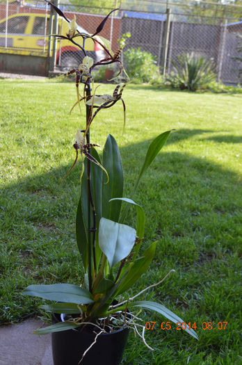 DSC_0368 - Brassia