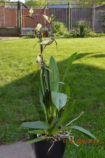 DSC_0369 - Brassia