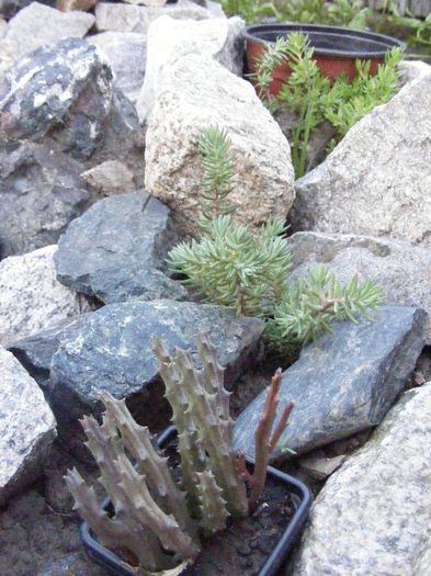 DSCF0420