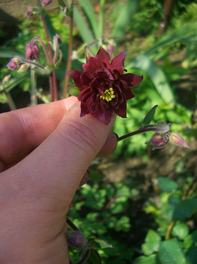 Aquilegia Nora Barlow