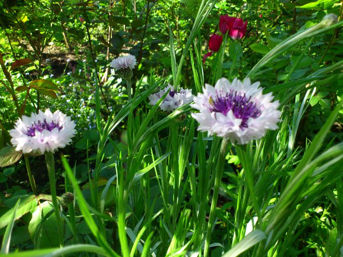 DSC_4792 - PRIMAVARA 2014