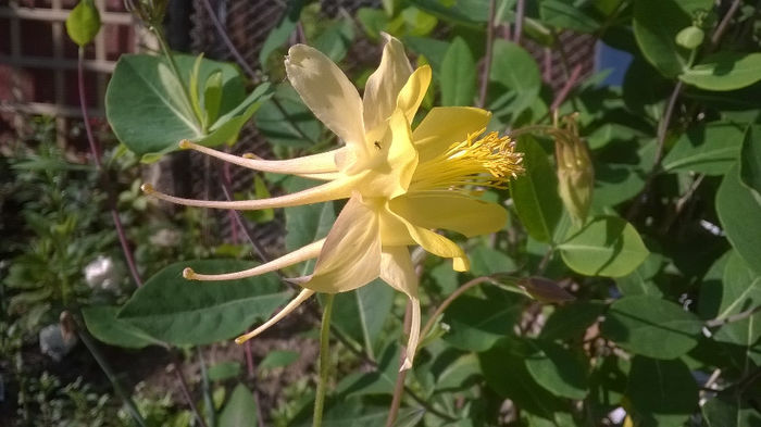 Aquilegia Chrisantha Yellow Queen - CALDARUSA- FLOAREA PERFECTA