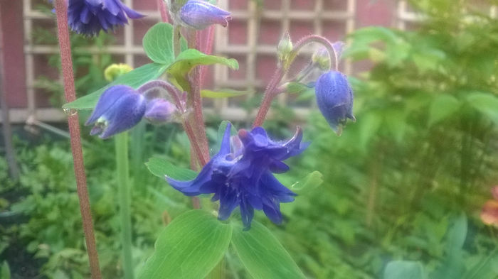 Aquilegia Blue Barlow - CALDARUSA- FLOAREA PERFECTA