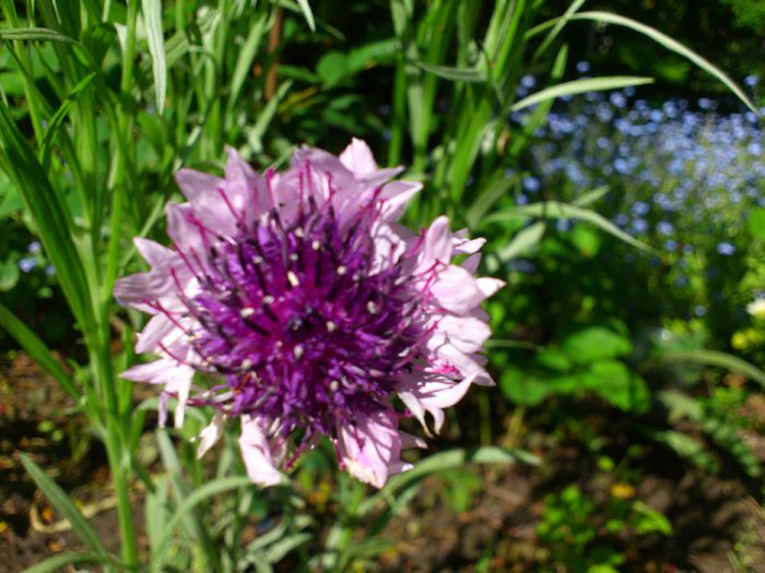 DSC_4790 - PRIMAVARA 2014