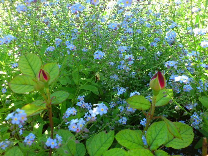 DSC_4789 - PRIMAVARA 2014