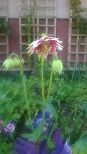 Aquilegia Nora Barlow - CALDARUSA- FLOAREA PERFECTA