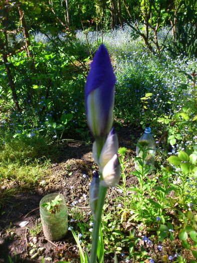 DSC_4786 - PRIMAVARA 2014