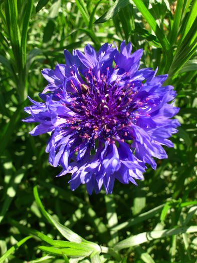 DSC_4785 - PRIMAVARA 2014