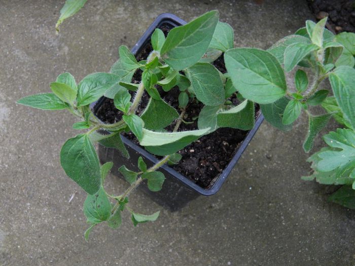 DSCN8369 oregano Ileanap - MAI_2014