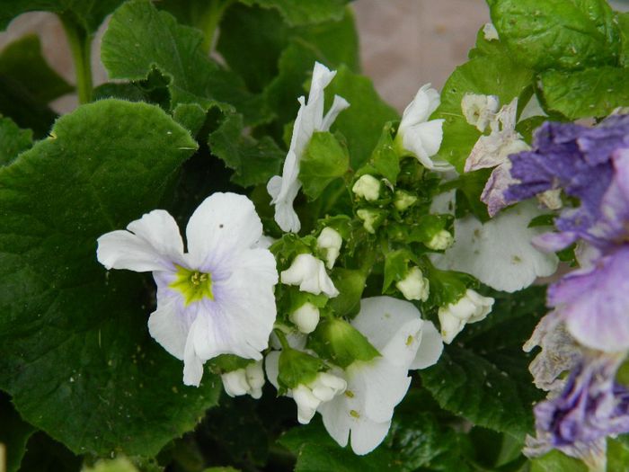 DSCN8378 primula obconica neobosita - MAI_2014
