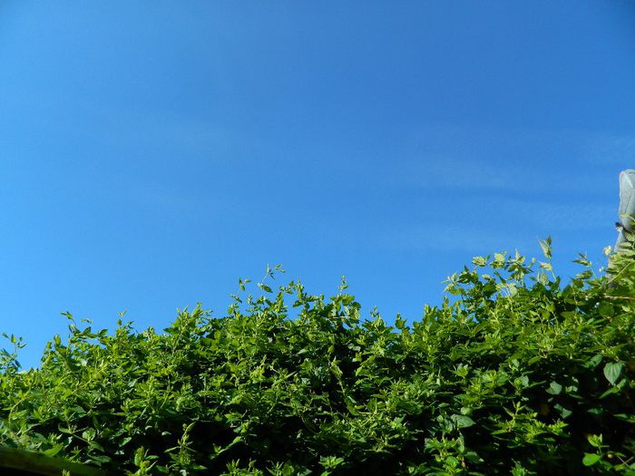 DSCN8407 - MAI_2014