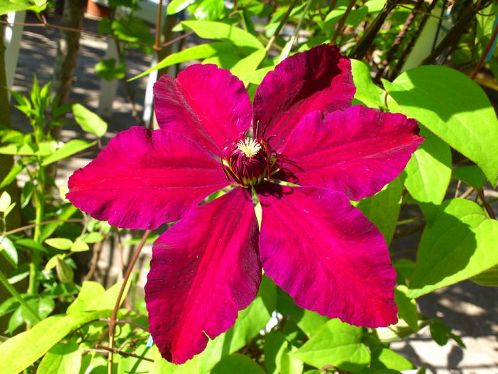 Westerplatte - Clematis