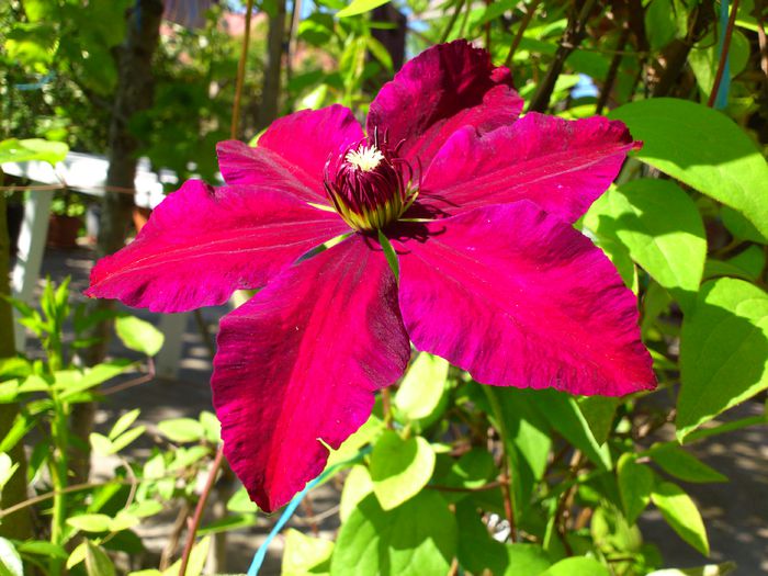 DSC_4798 - Clematis