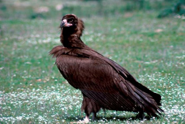 Vulturul negru; (Aegypius monachus) Vulturul negru este o specie caracteristica zonelor impadurite de deal si montane. Lungimea corpului este de 100 -115 cm si o greutate de 7.000 %u2013 14.000 g.
