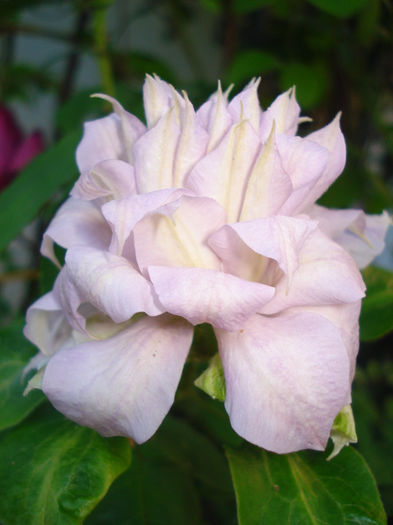 Belle of Woking - Clematis 2014