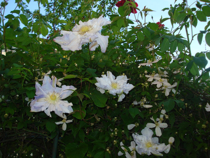 Veronica s Choice - Clematis 2014