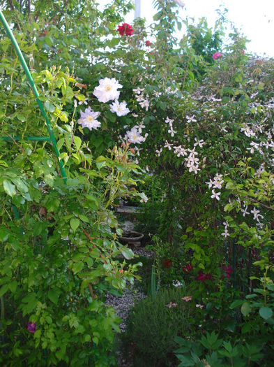 DSC08748 - Clematis 2014