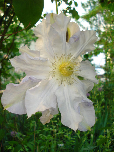 DSC08752 - Clematis 2014