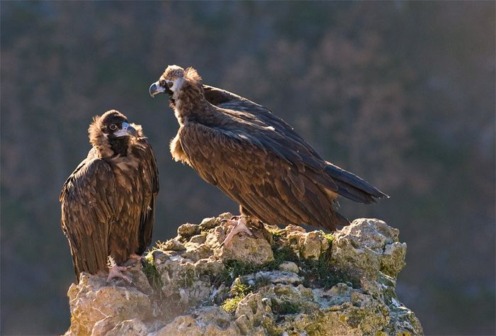 Vulturul negru - Pasari din RO-instananee 1