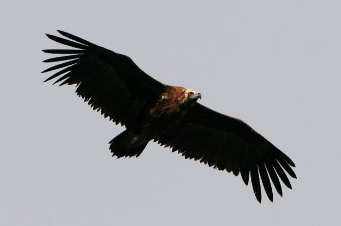 Vulturul negru; (Aegypius monachus)
