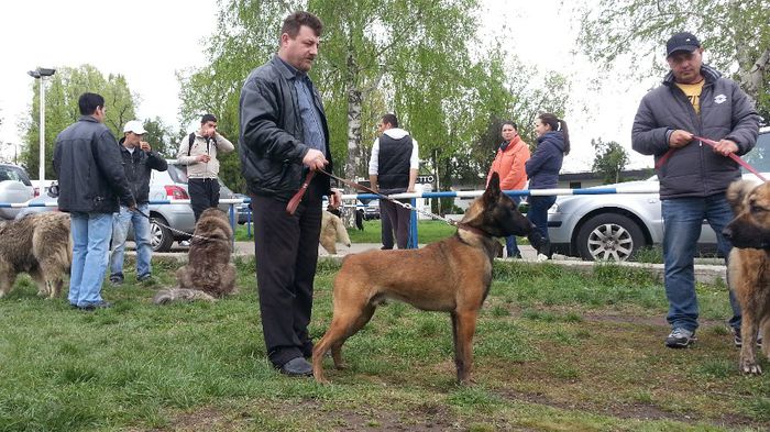 Ofer mascul pentru monta Ciobanesc Belgian Malinois cu drept de monta CAC  Bucuresti - dragonurosu