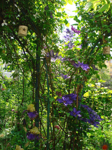 DSC08653 - Gradina in 2014