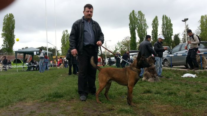 20140413_114903 - Ofer mascul pentru monta Ciobanesc Belgian Malinois cu drept de monta CAC Bucuresti