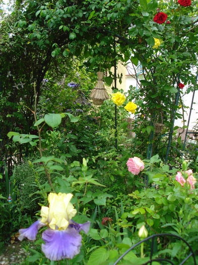 DSC08659 - Gradina in 2014