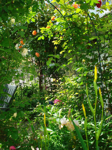 DSC08638 - Gradina in 2014