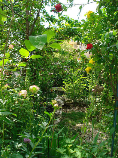 DSC08672 - Gradina in 2014