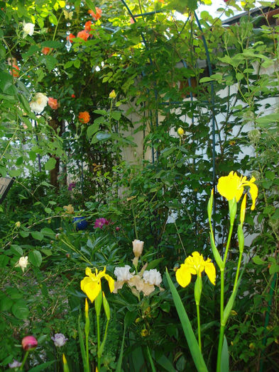 DSC08757 - Gradina in 2014